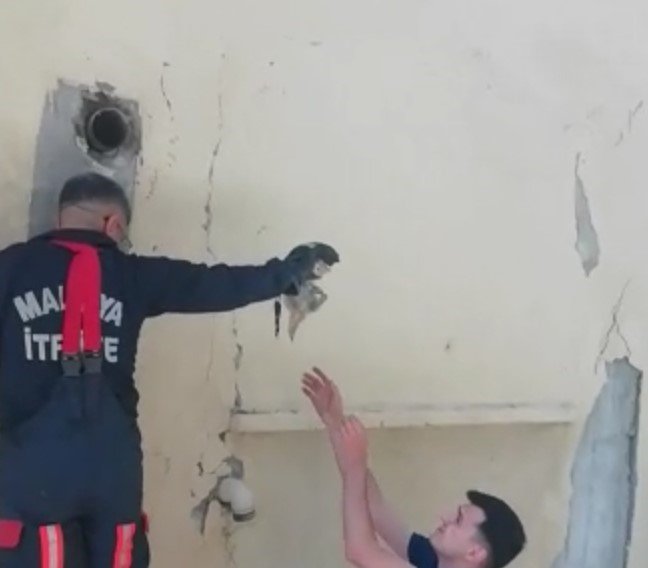 Anne kedi, yavrusu kurtarılırken bir an olsun başından ayrılmadı