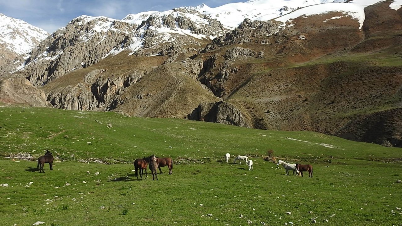 Munzur Dağlarındaki yılkı atları görüntülendi