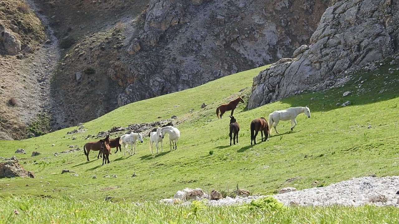 Munzur Dağlarındaki yılkı atları görüntülendi