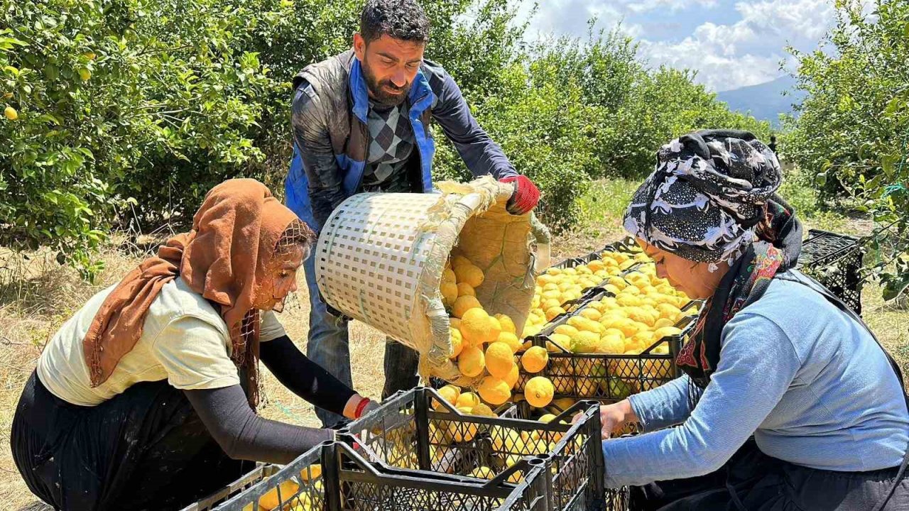 Depremzede Arsuzlu çiftçilerin limonları dalında kalmadı
