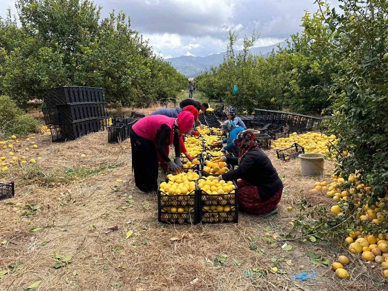 Depremzede Arsuzlu çiftçilerin limonları dalında kalmadı