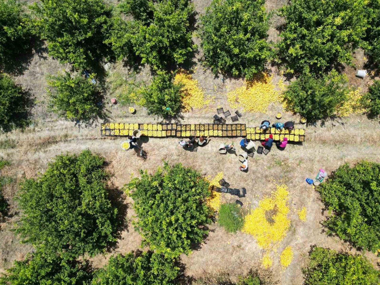 Depremzede Arsuzlu çiftçilerin limonları dalında kalmadı