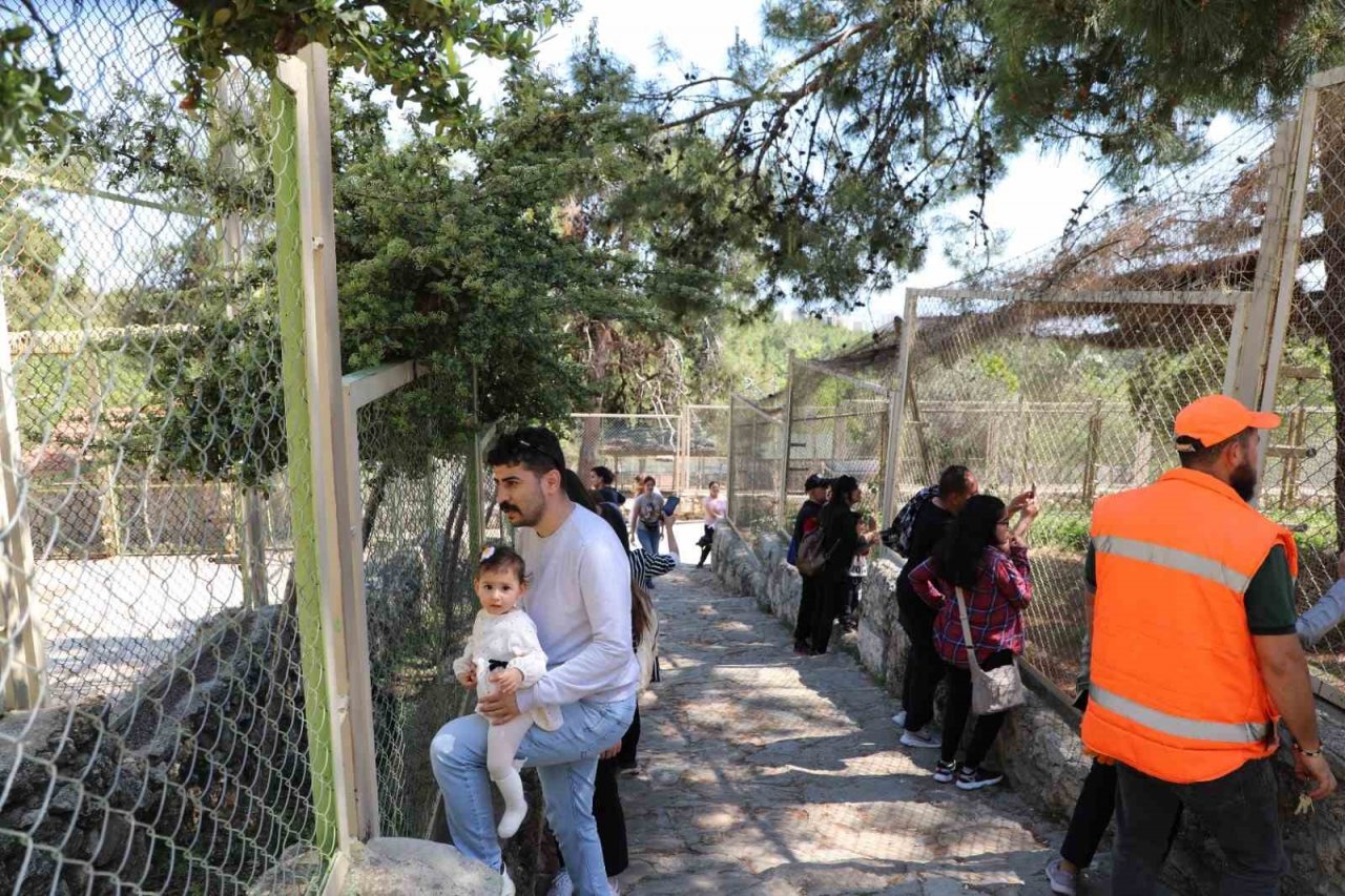 Antalya hayvanat bahçesinde dünyaya gelen 9 aylık iki yavru aslan ‘Zeus ile Hera’ aileye katıldı