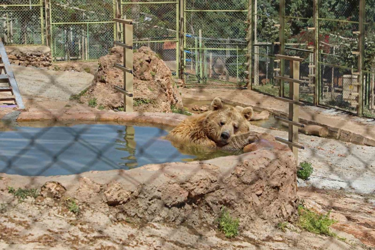 Antalya hayvanat bahçesinde dünyaya gelen 9 aylık iki yavru aslan ‘Zeus ile Hera’ aileye katıldı