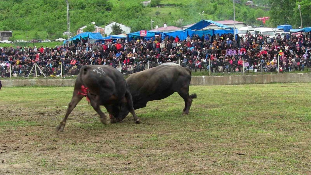 Artvin’de haftasonu düzenlenen boğa güreşleri renkli görüntülere sahne oldu