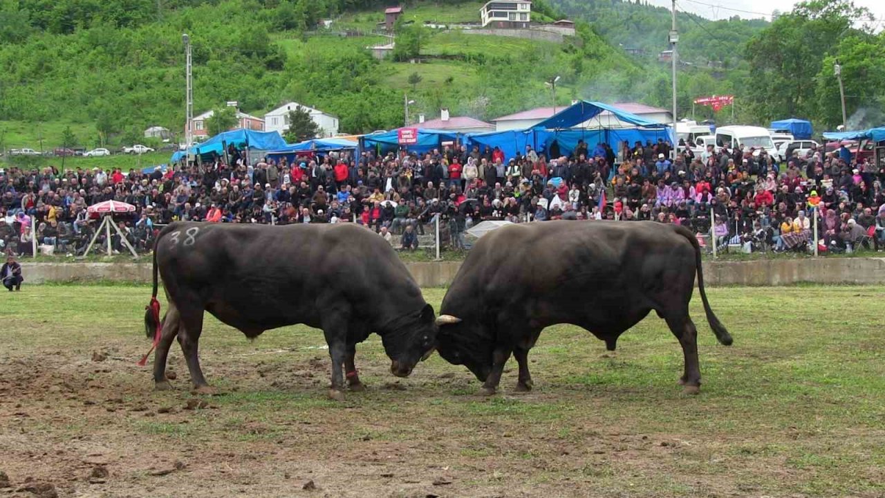 Artvin’de haftasonu düzenlenen boğa güreşleri renkli görüntülere sahne oldu