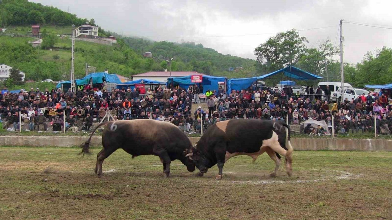 Artvin’de haftasonu düzenlenen boğa güreşleri renkli görüntülere sahne oldu