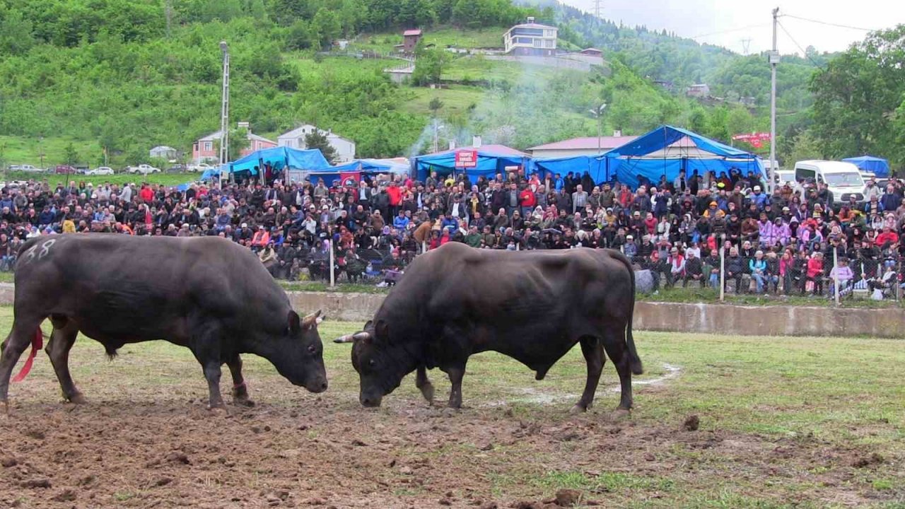 Artvin’de haftasonu düzenlenen boğa güreşleri renkli görüntülere sahne oldu