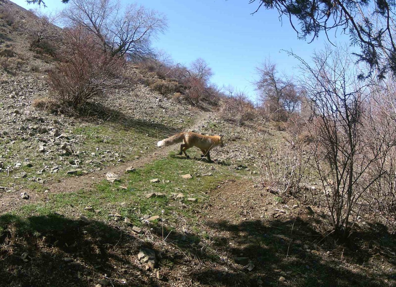 Erzincan’da yaban hayat fotokapanlarla görüntülendi