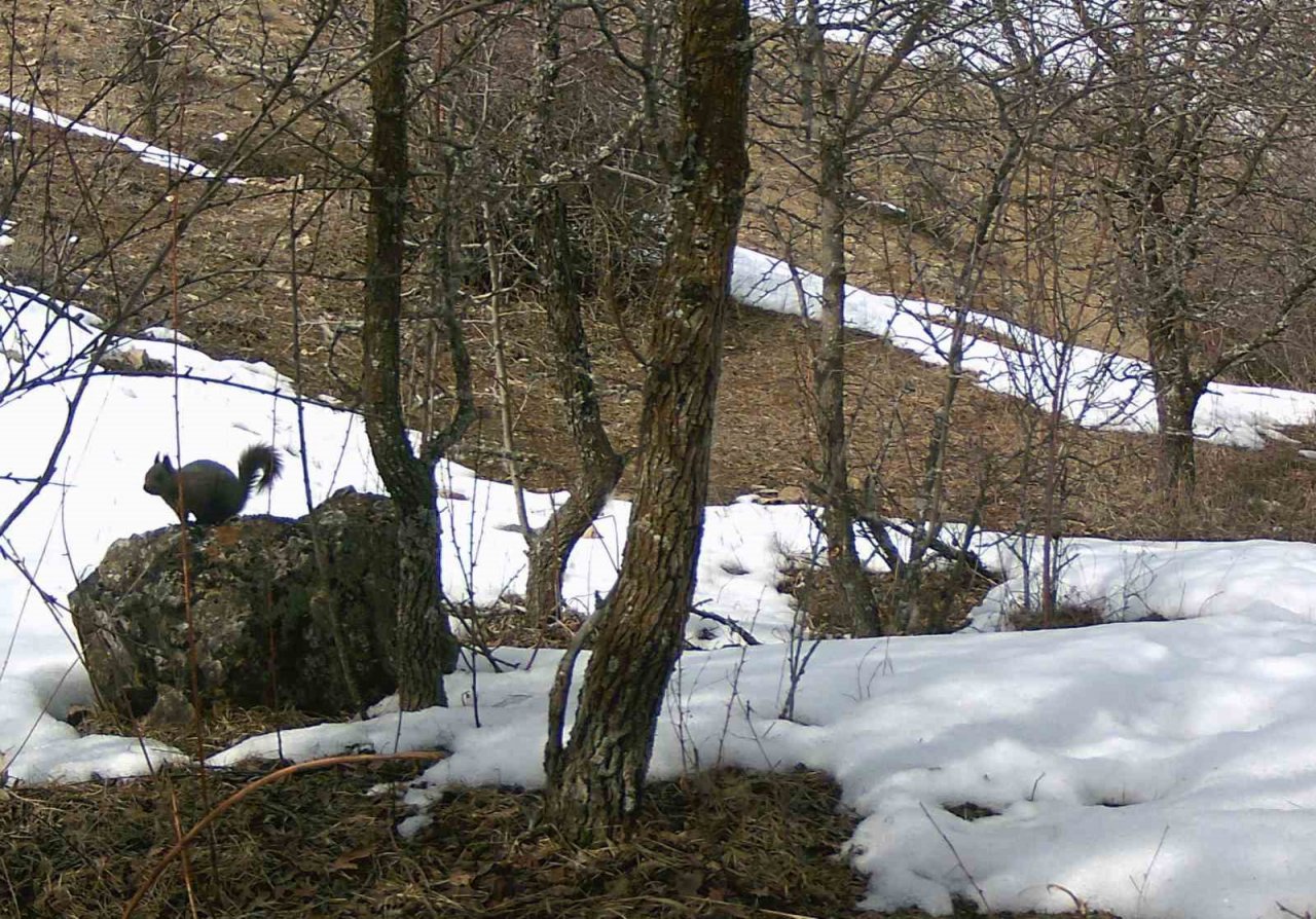 Erzincan’da yaban hayat fotokapanlarla görüntülendi