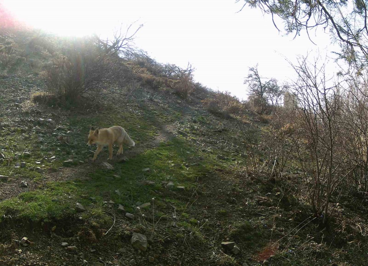 Erzincan’da yaban hayat fotokapanlarla görüntülendi