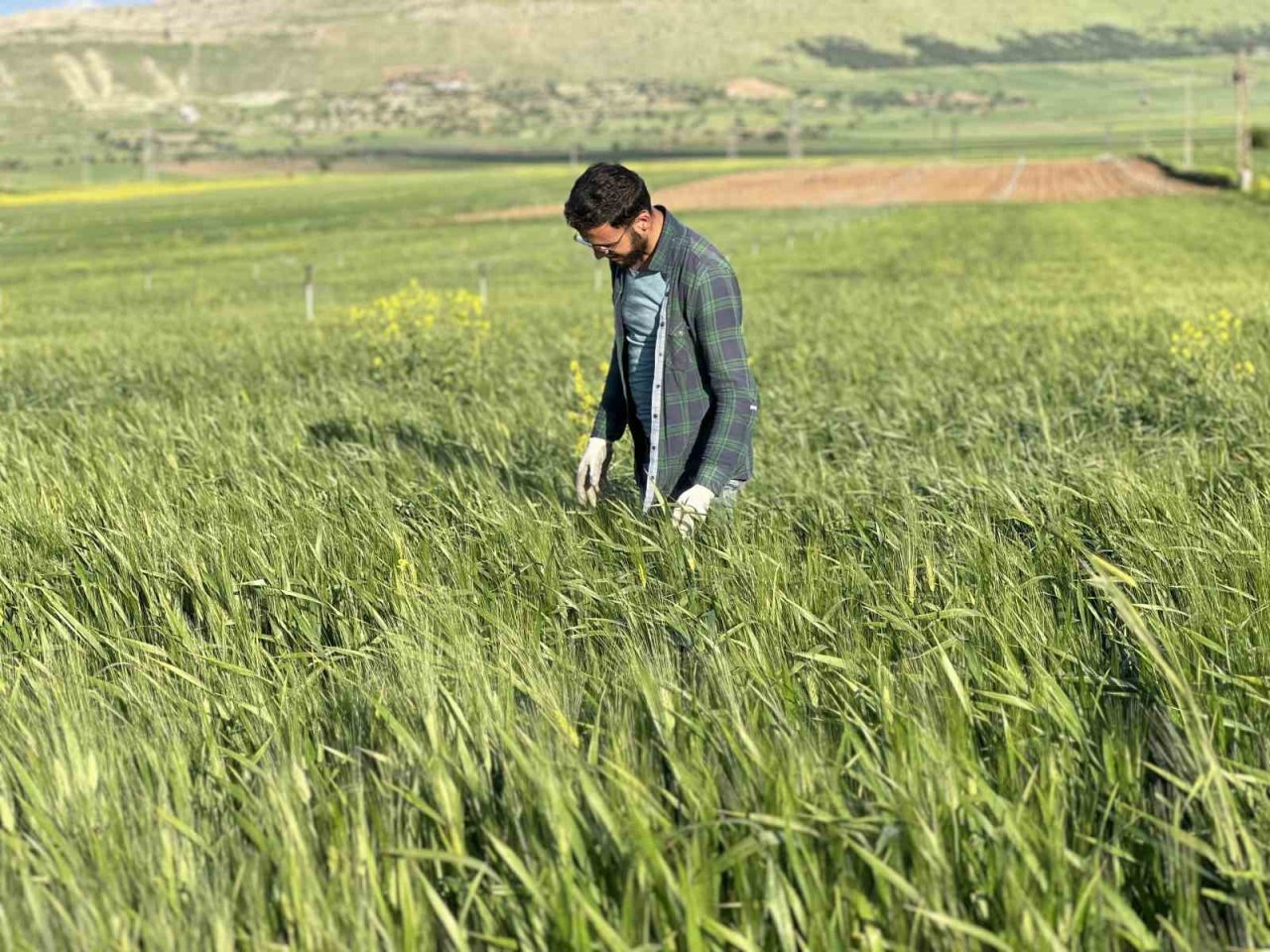 Mardin’de çiftçiler, yüksek rekolte bekliyor