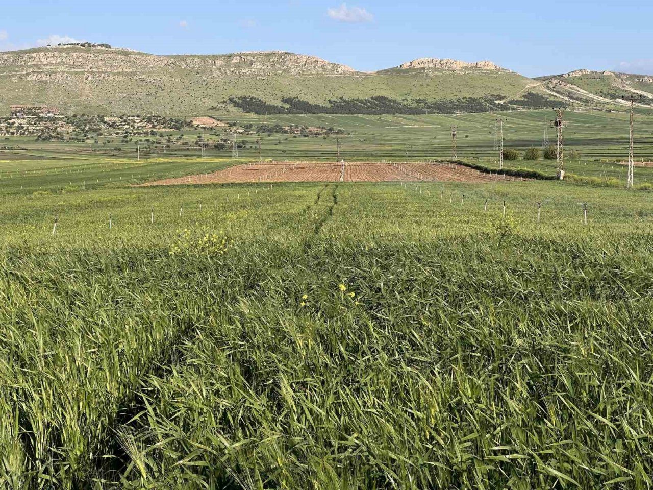 Mardin’de çiftçiler, yüksek rekolte bekliyor