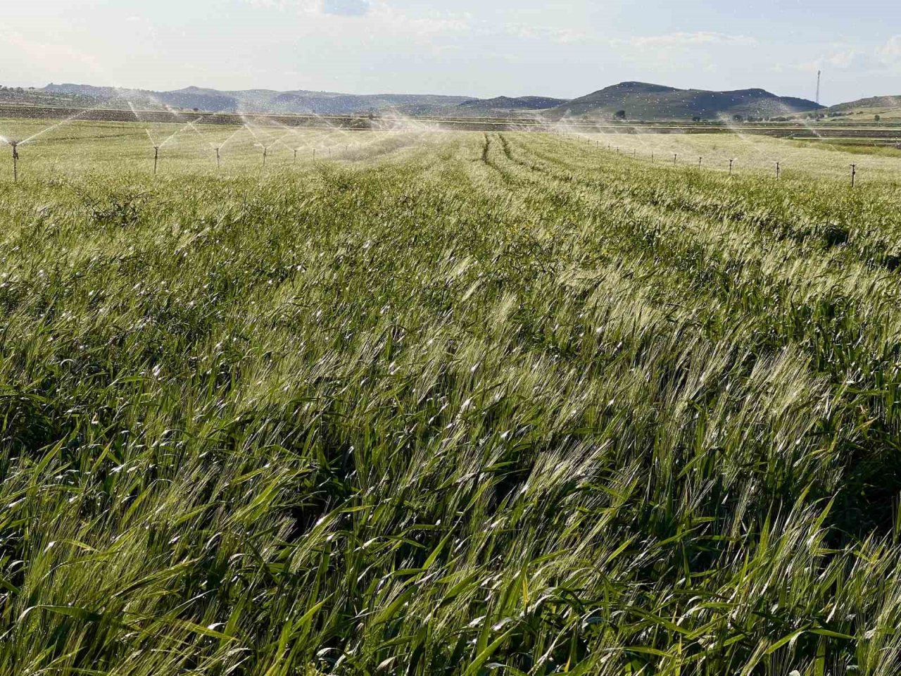 Mardin’de çiftçiler, yüksek rekolte bekliyor