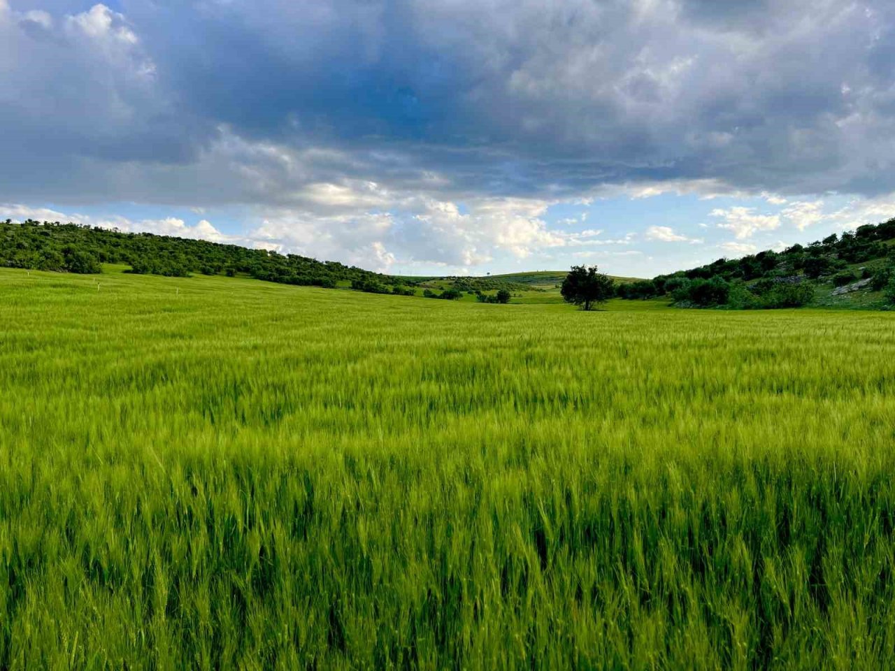 Mardin’de çiftçiler, yüksek rekolte bekliyor