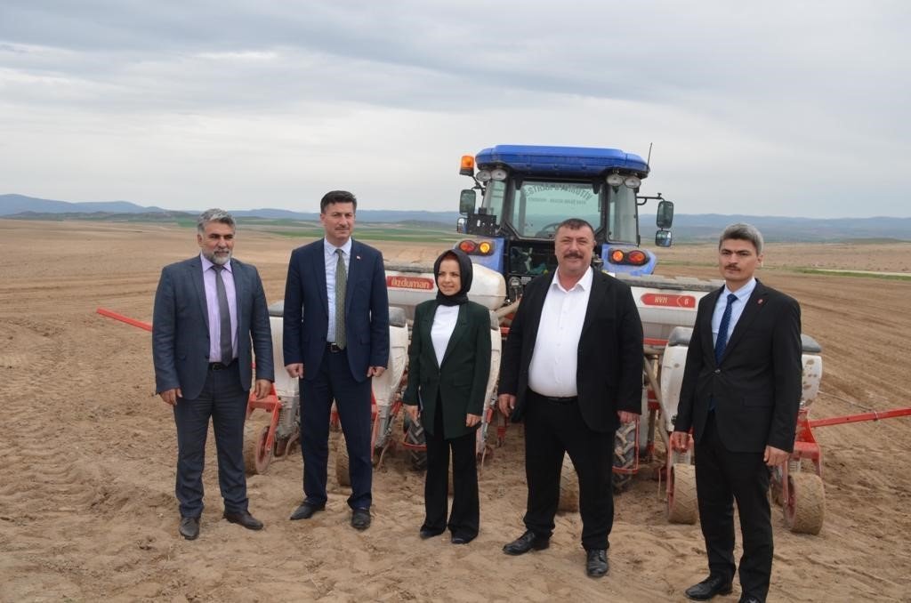 Beylikova ayçiçeğinde zirveye oynuyor