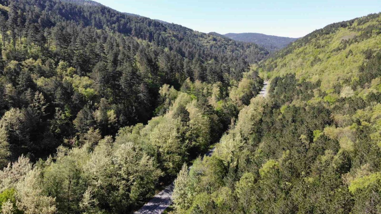 Kazdağları yeşilin binbir tonuna ev sahipliği yapıyor