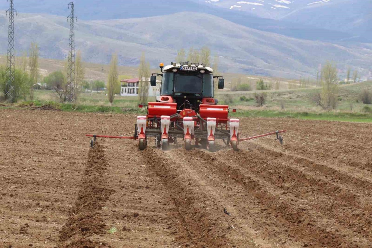 Çayırlı’da ayçiçeği ekimi başladı