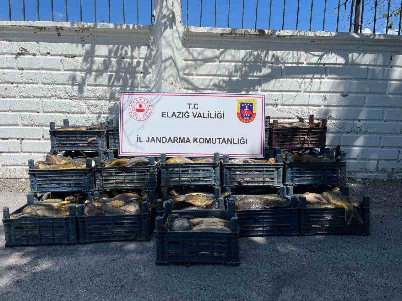 Elazığ’da kaçak balık avı yapan 3 şahsa, 49 bin lira ceza