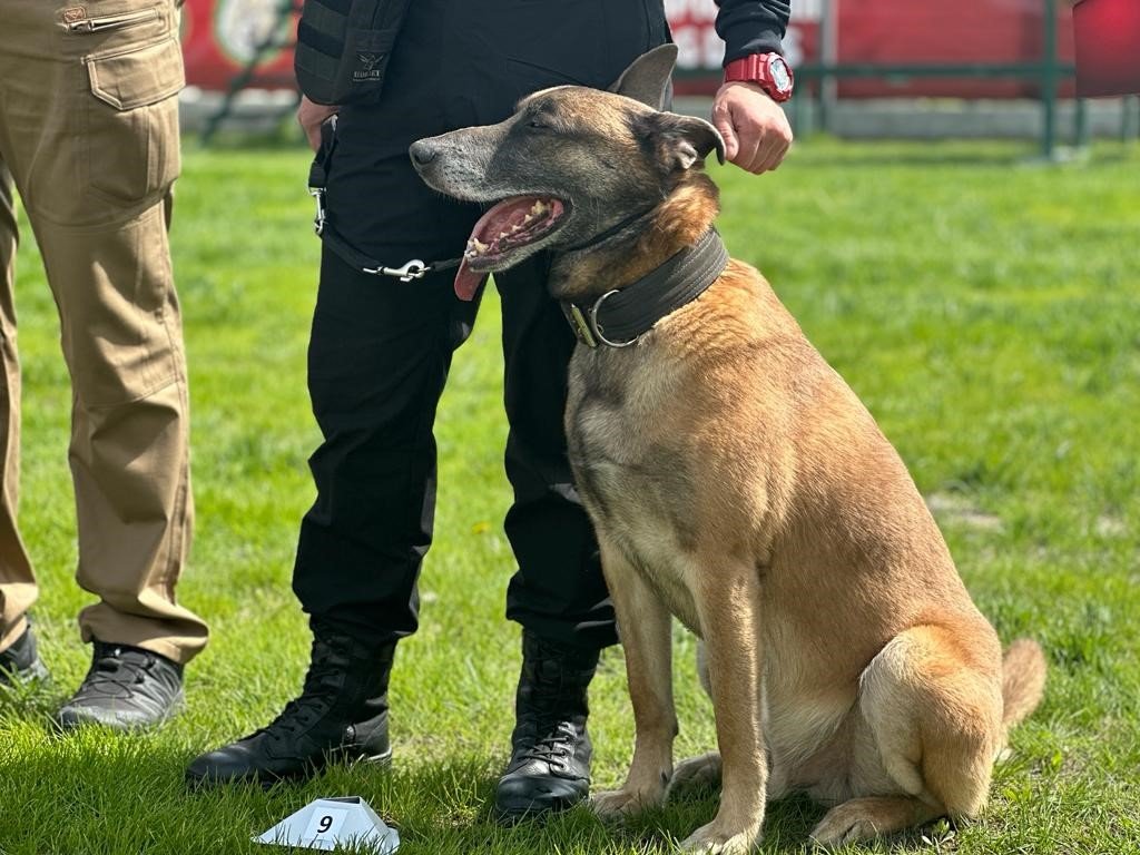 Hassas burunlar kıyasıya yarıştı