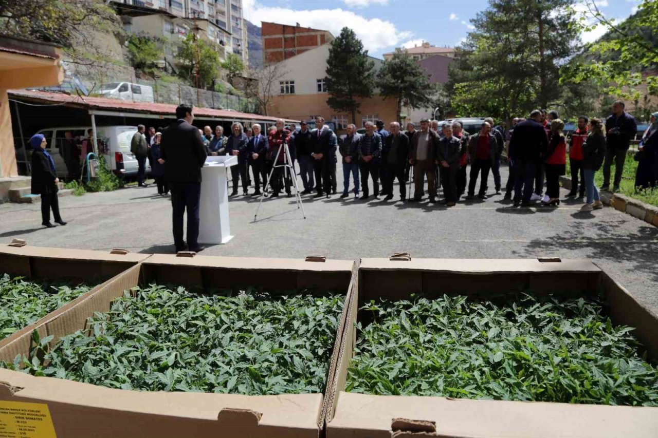 Gümüşhane’den 195 bin sebze fidesi toprakla buluşacak