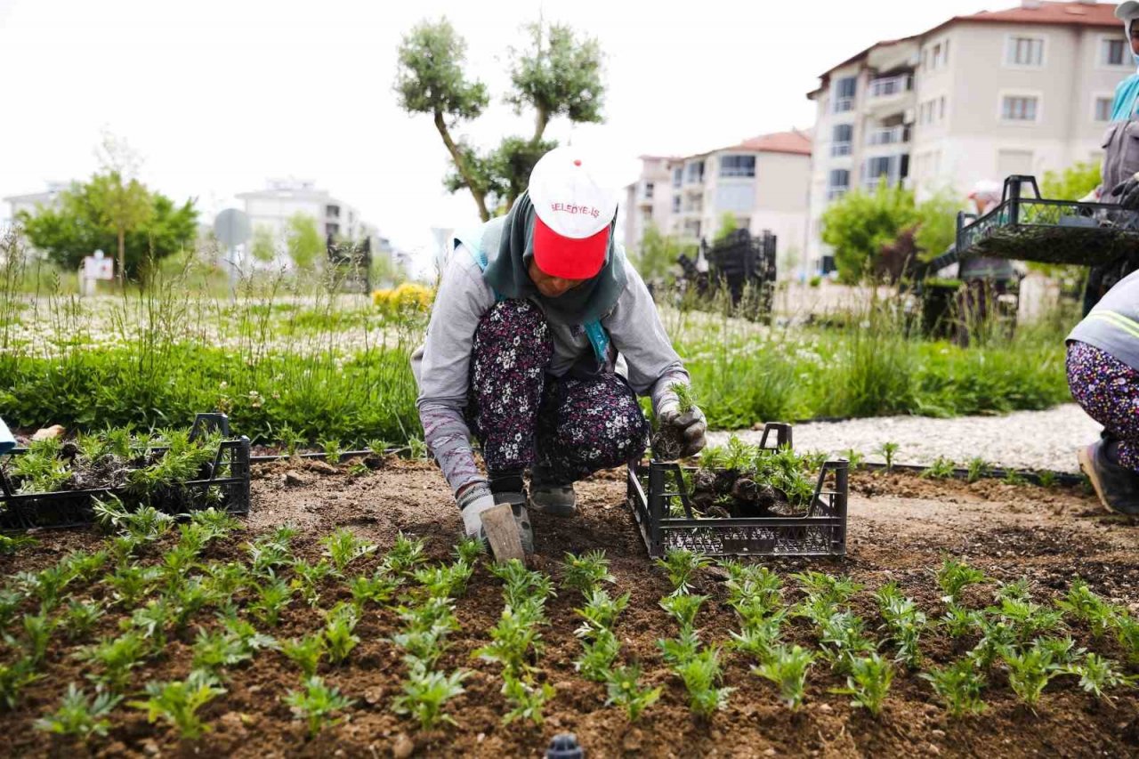 Mevsimlik çiçekler Merkezefendi’yi renklendirecek