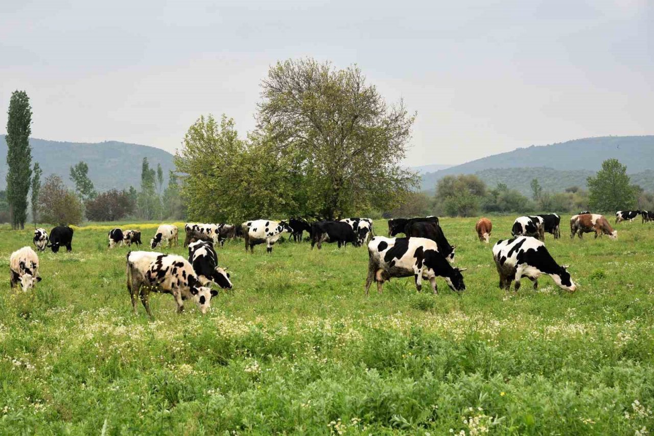 Sındırgı’da hayvancılığa destek projesi