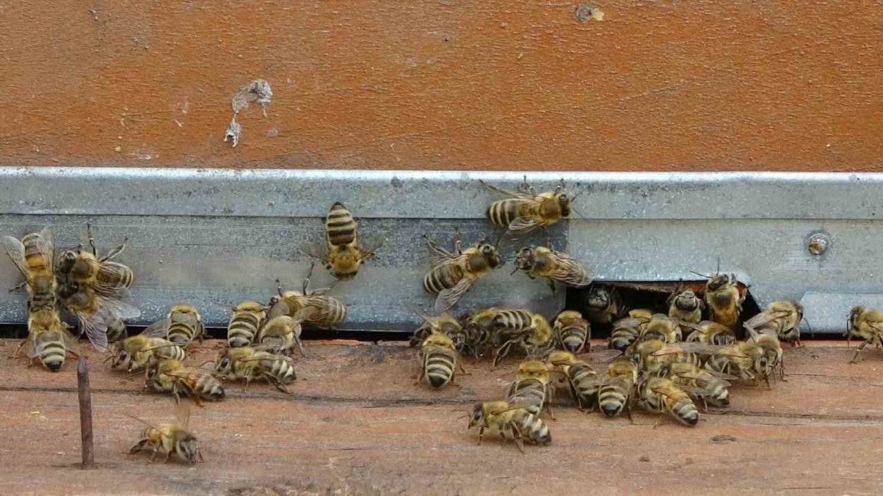 Ordulu arıcılar sezonu açtı