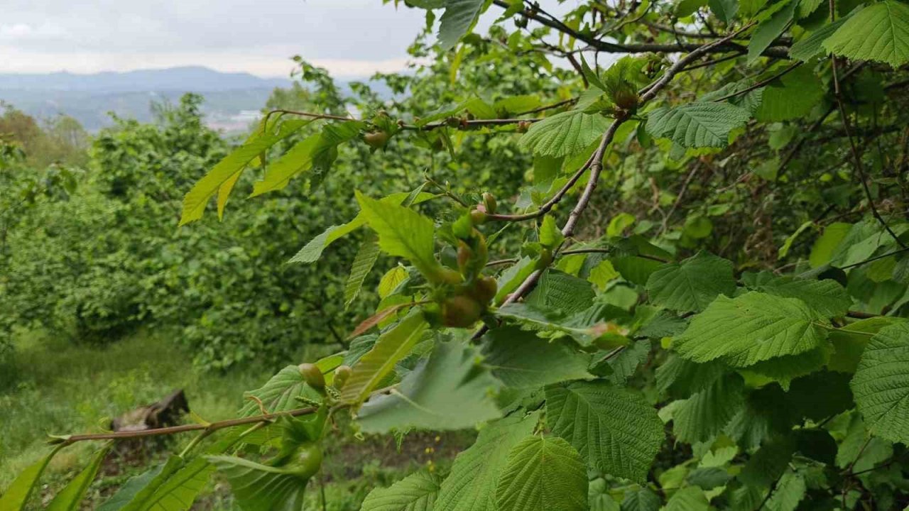 Çin’de çıkan ’Katil’ gal arısı Alaplı ormanlarında tespit edildi