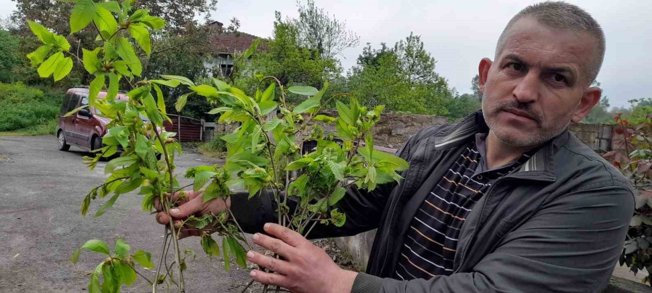 Çin’de çıkan ’Katil’ gal arısı Alaplı ormanlarında tespit edildi