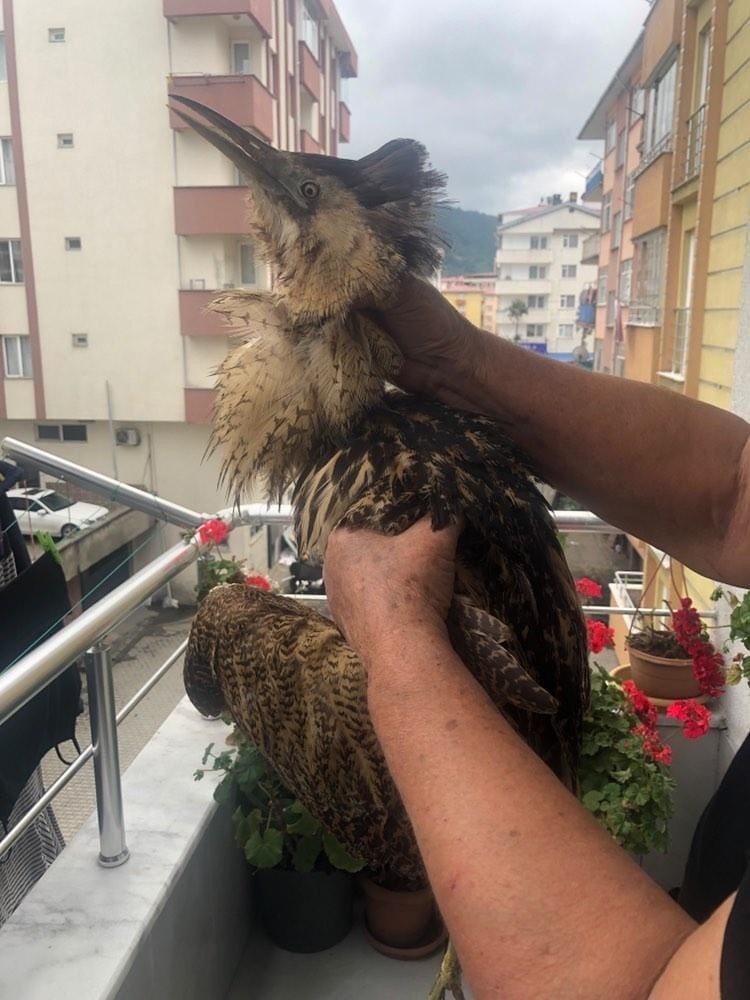 Nesli tükenmekte olan ’Balaban kuşu’ Arhavi’de ortaya çıktı