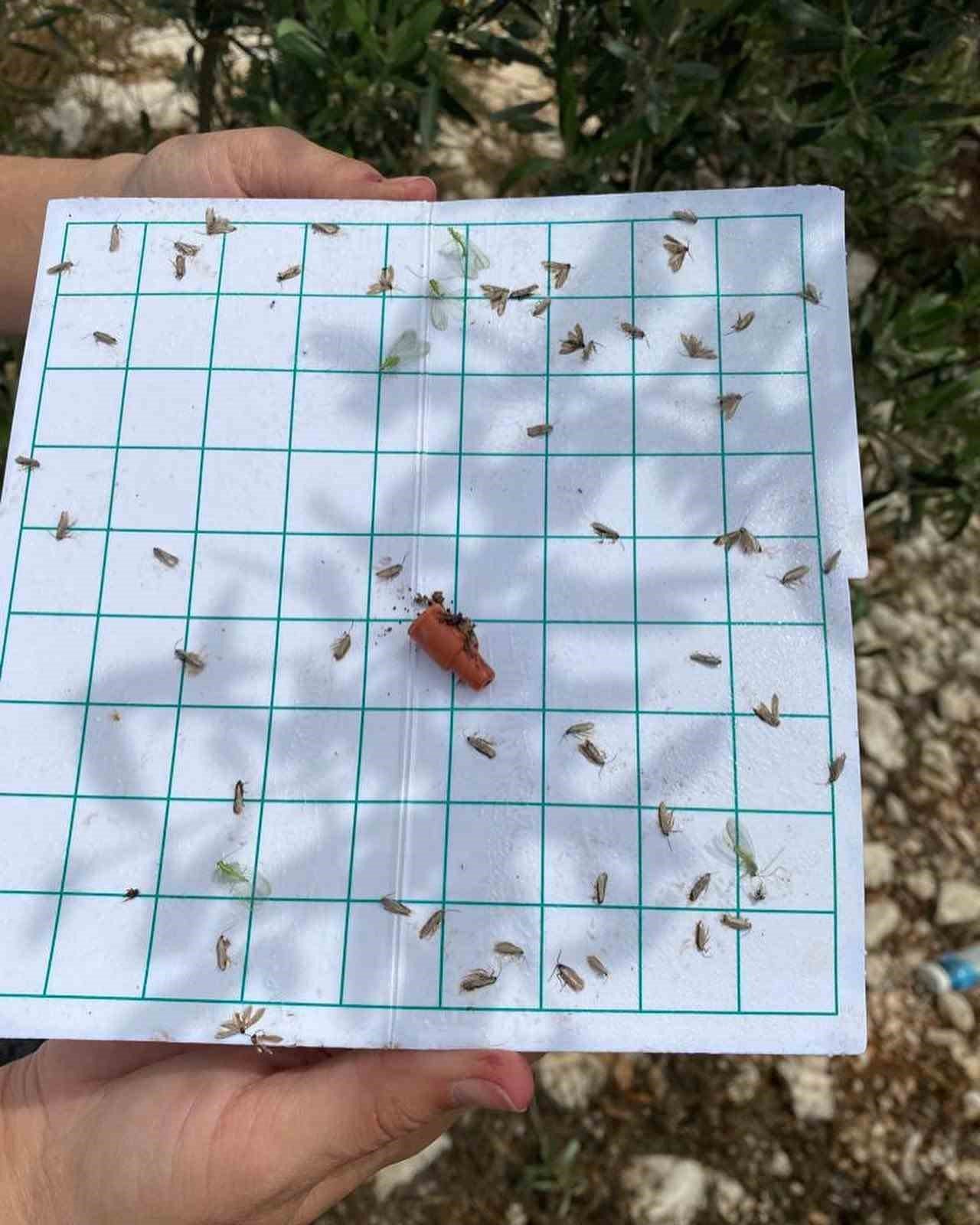 Aydın’da zeytin bahçeleri incelendi