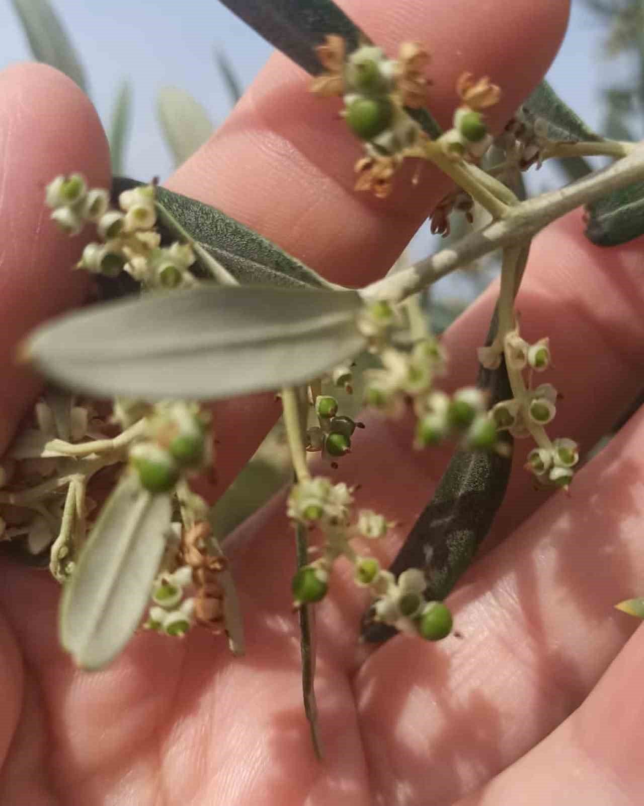 Aydın’da zeytin bahçeleri incelendi