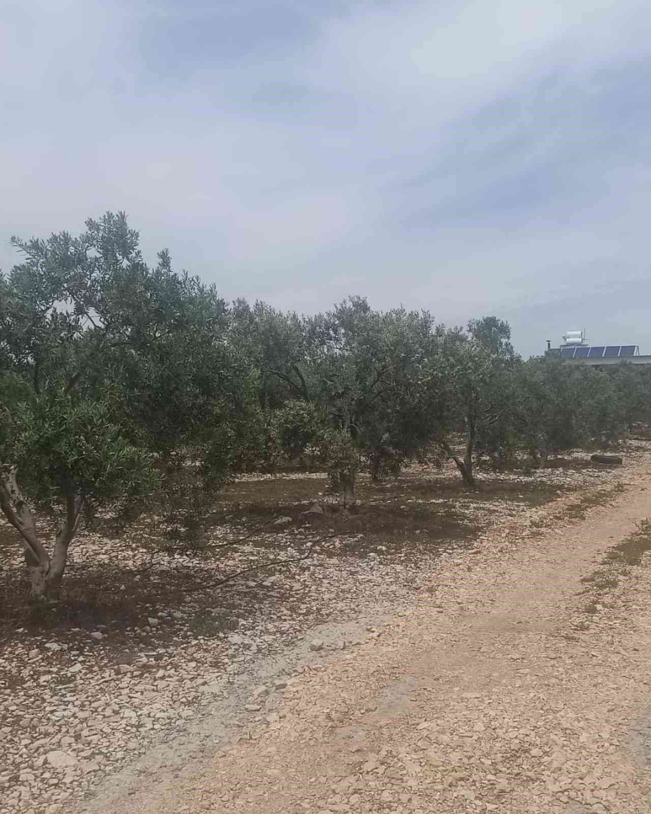 Aydın’da zeytin bahçeleri incelendi