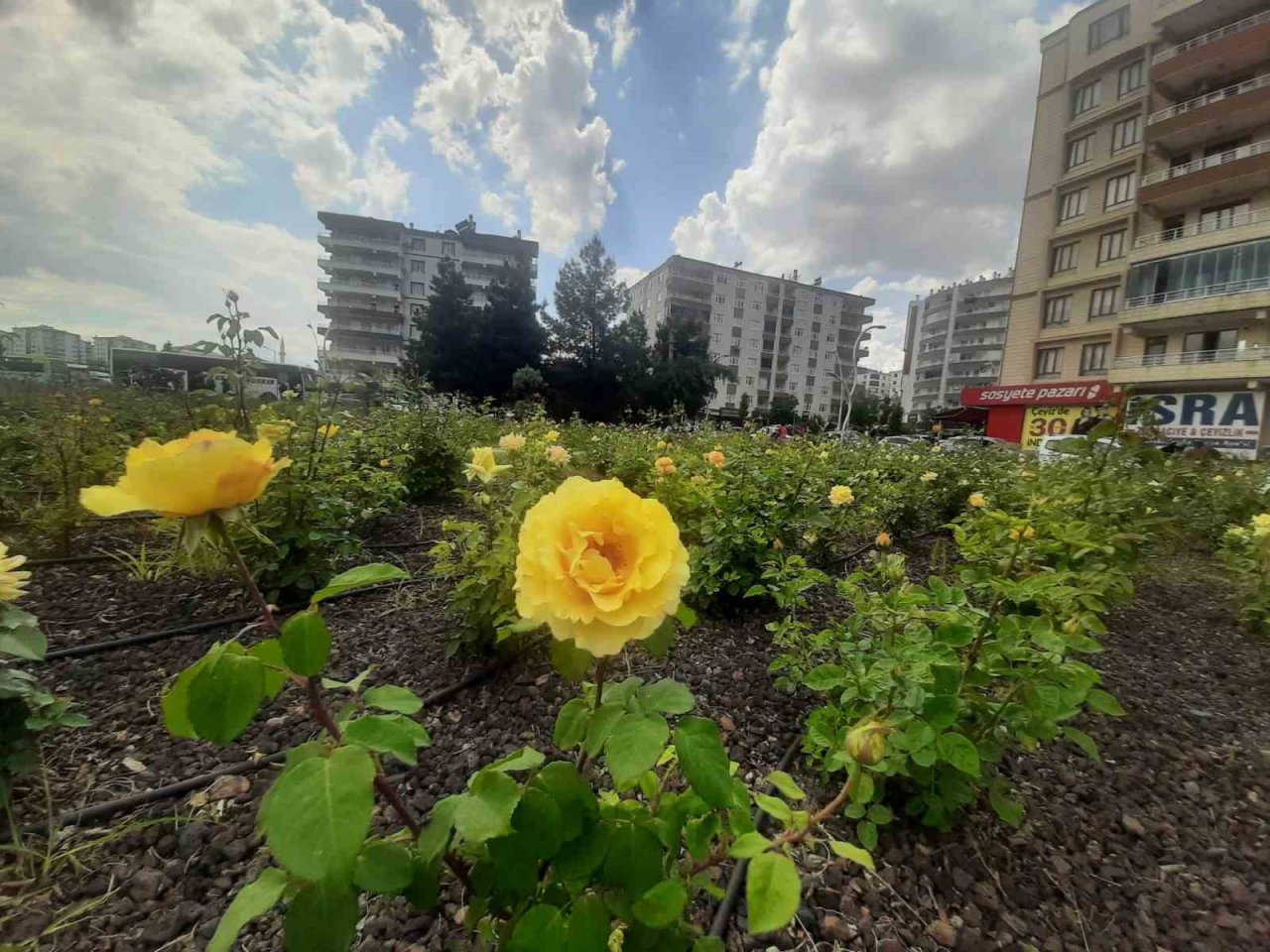 Bağlar Belediyesi’nin gül bahçesinde renk cümbüşü