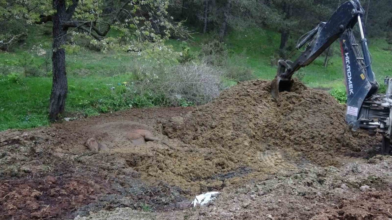 Gübreye batan yılkı atının zor anları
