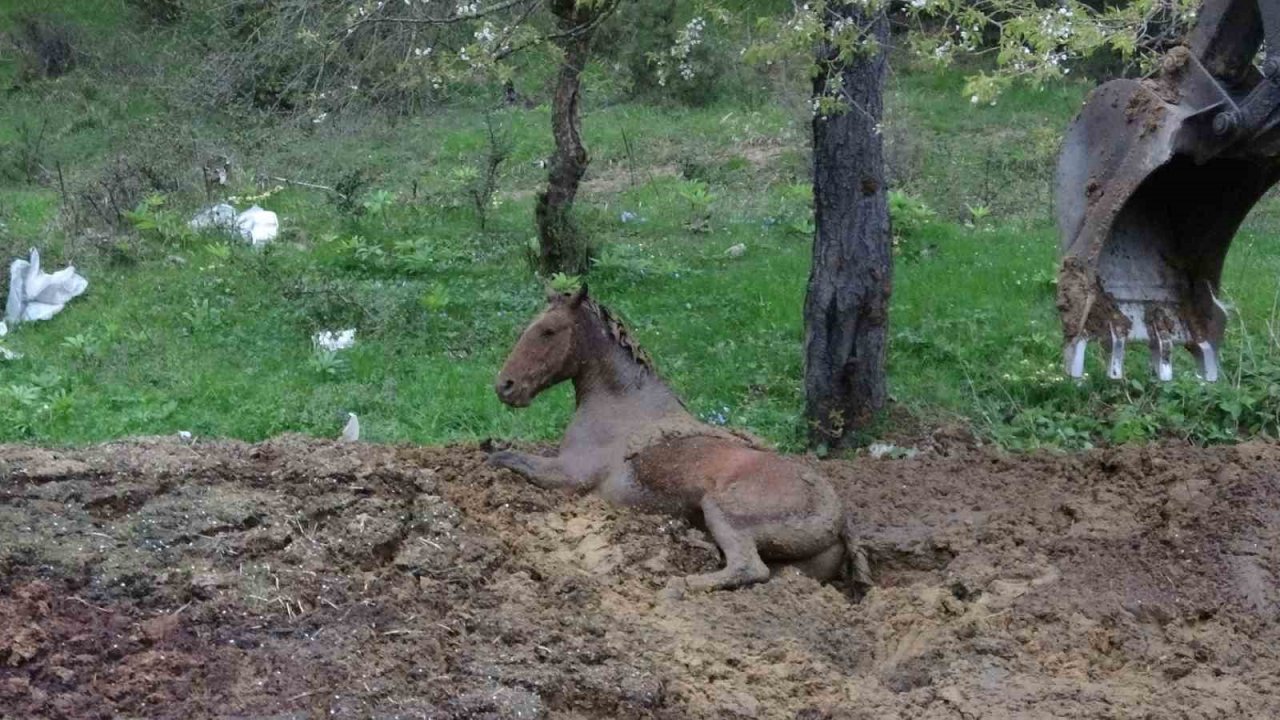 Gübreye batan yılkı atının zor anları