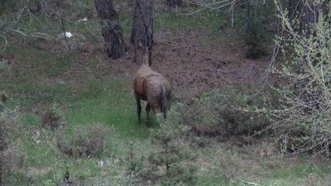 Gübreye batan yılkı atının zor anları
