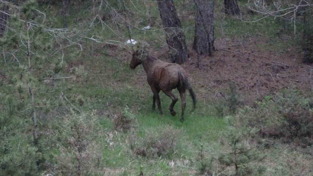 Gübreye batan yılkı atının zor anları