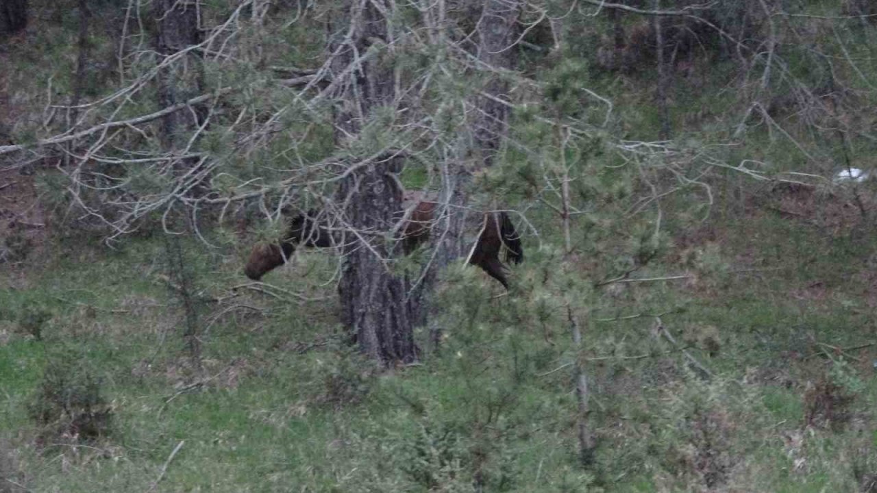 Gübreye batan yılkı atının zor anları