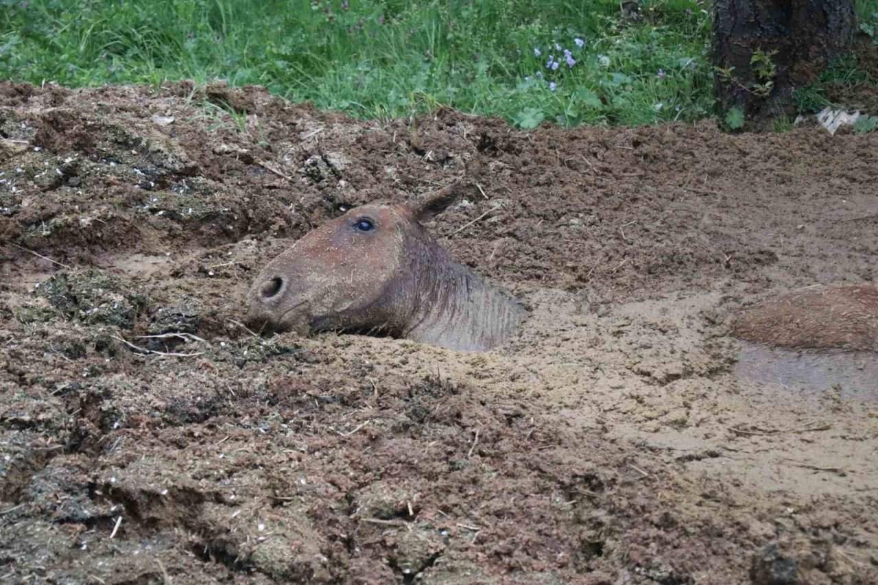 Gübreye batan yılkı atının zor anları