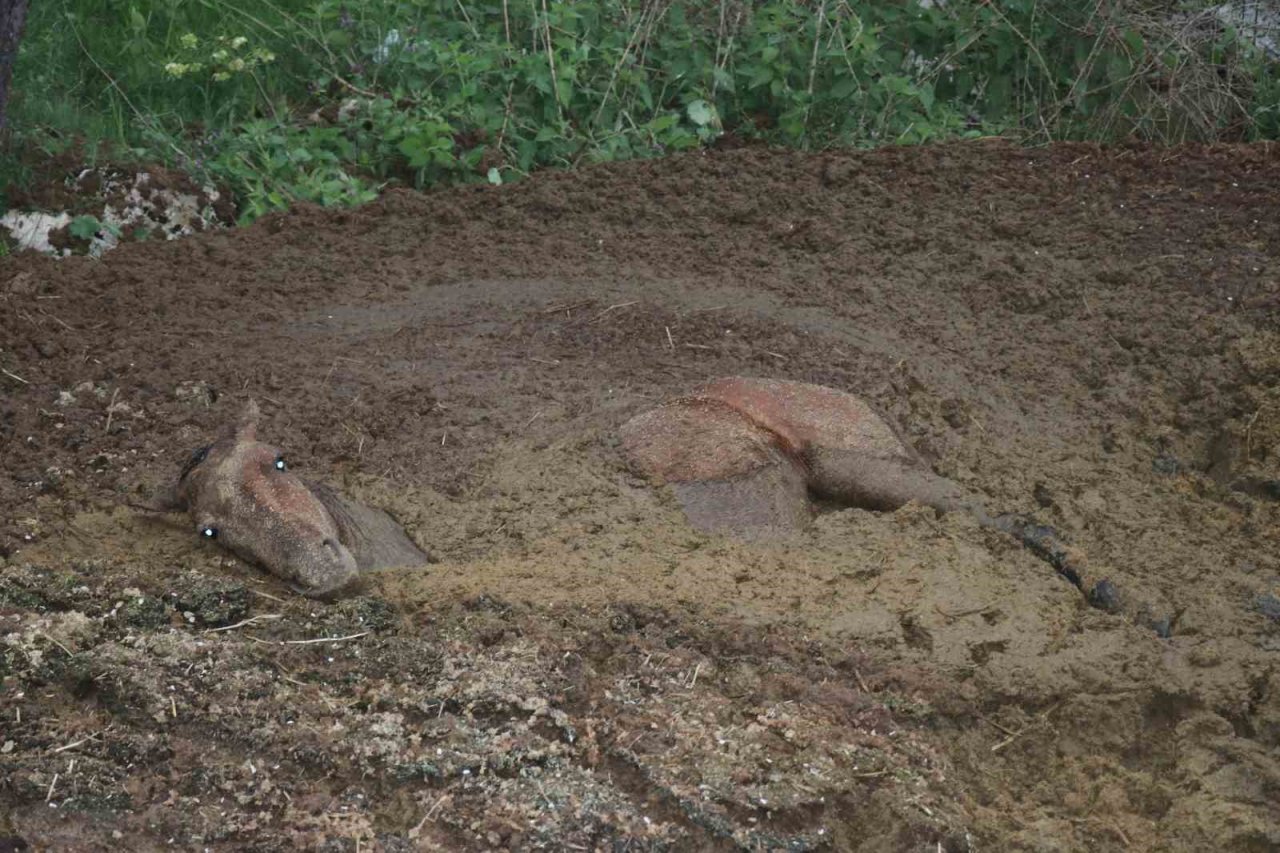 Gübreye batan yılkı atının zor anları