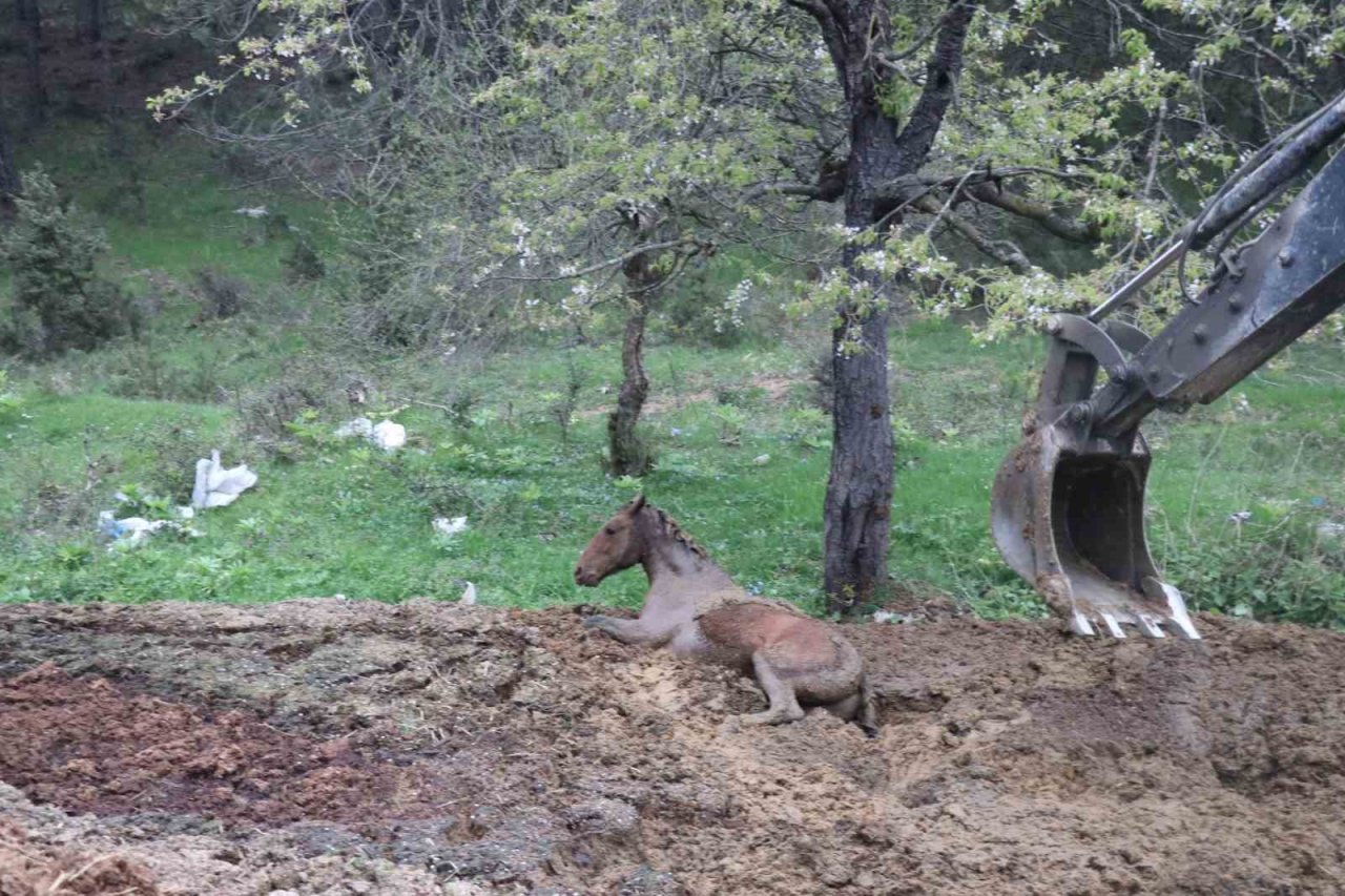 Gübreye batan yılkı atının zor anları