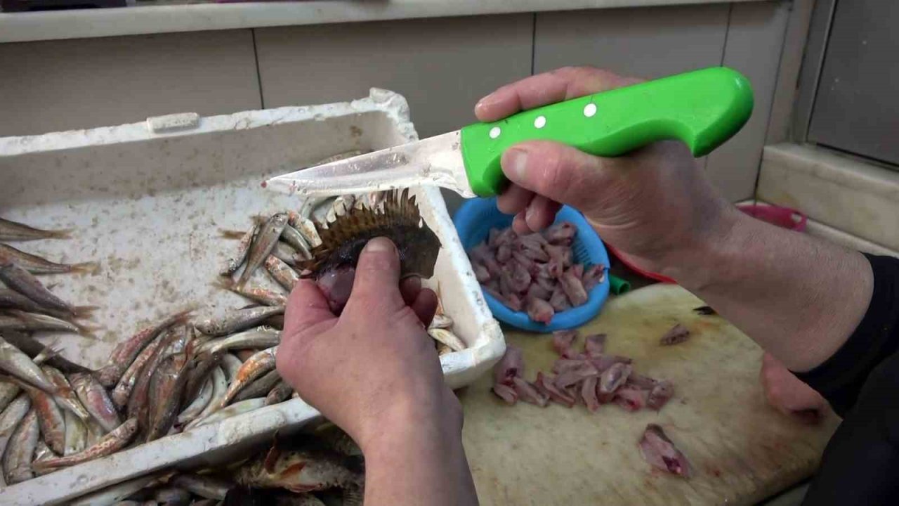 Dışı zehirli, içi lezzetli iskorpit balığı tezgahlarda