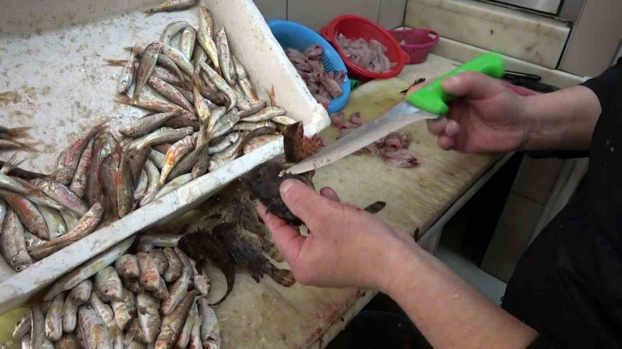 Dışı zehirli, içi lezzetli iskorpit balığı tezgahlarda