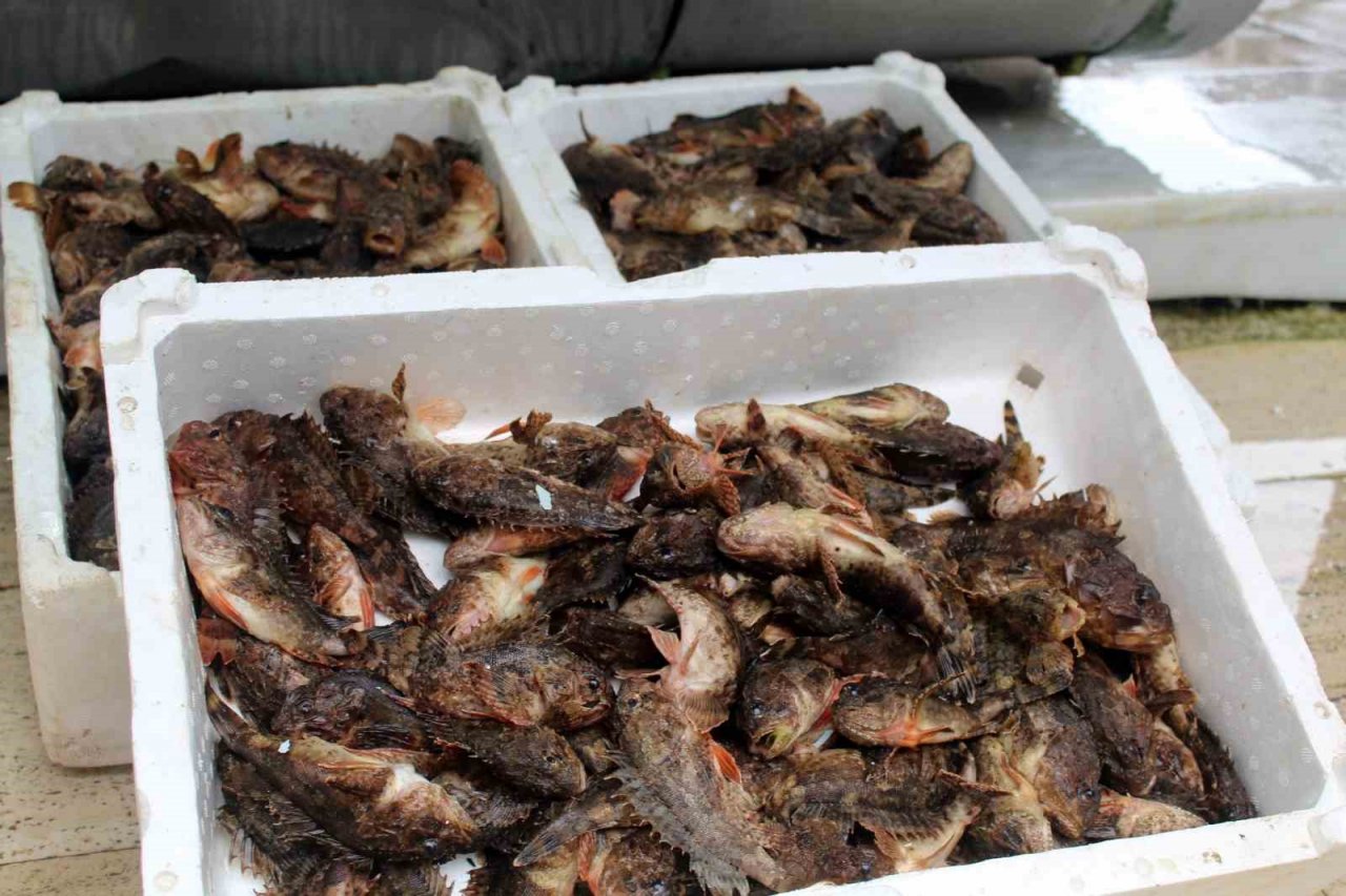 Dışı zehirli, içi lezzetli iskorpit balığı tezgahlarda