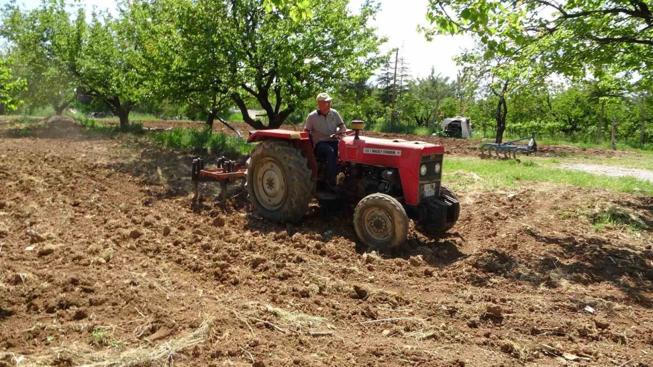 Kayısı düşük rekolte tehlikesiyle karşı karşıya