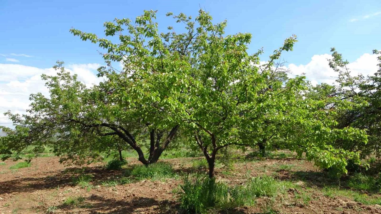 Kayısı düşük rekolte tehlikesiyle karşı karşıya