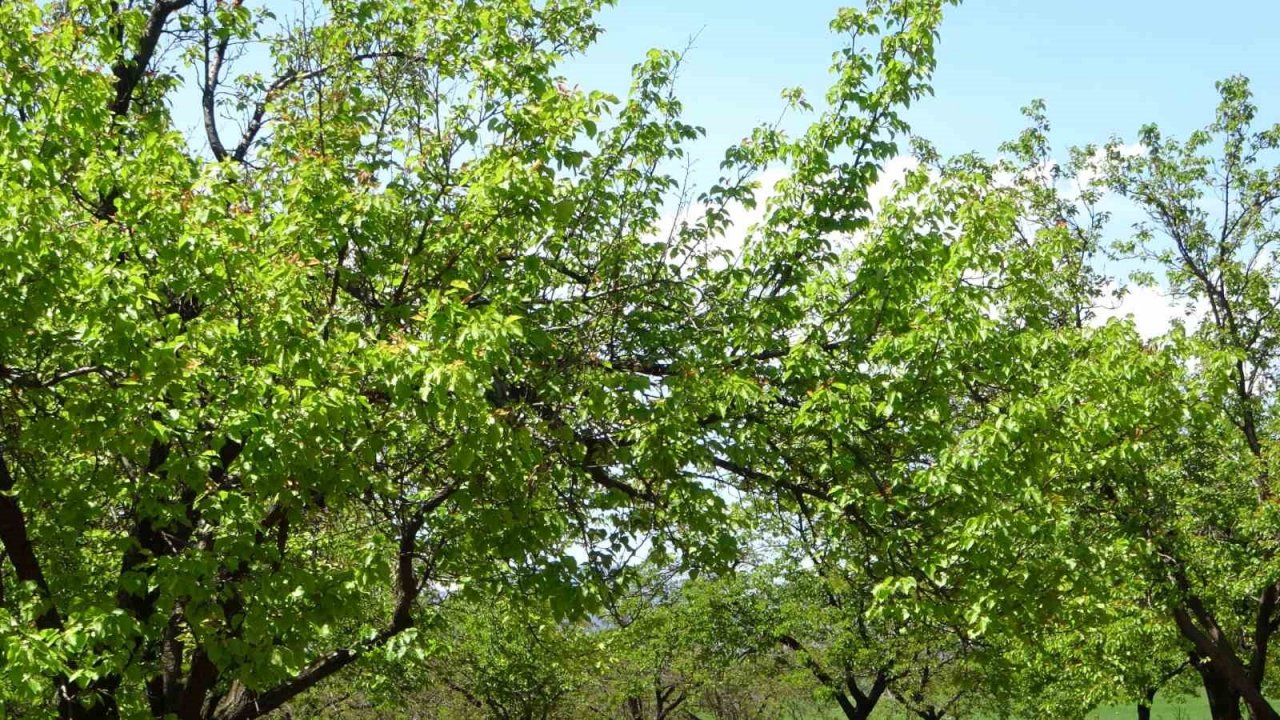 Kayısı düşük rekolte tehlikesiyle karşı karşıya