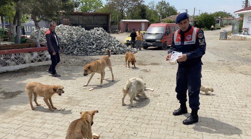 Jandarma’dan sokak hayvanlarına şefkat eli